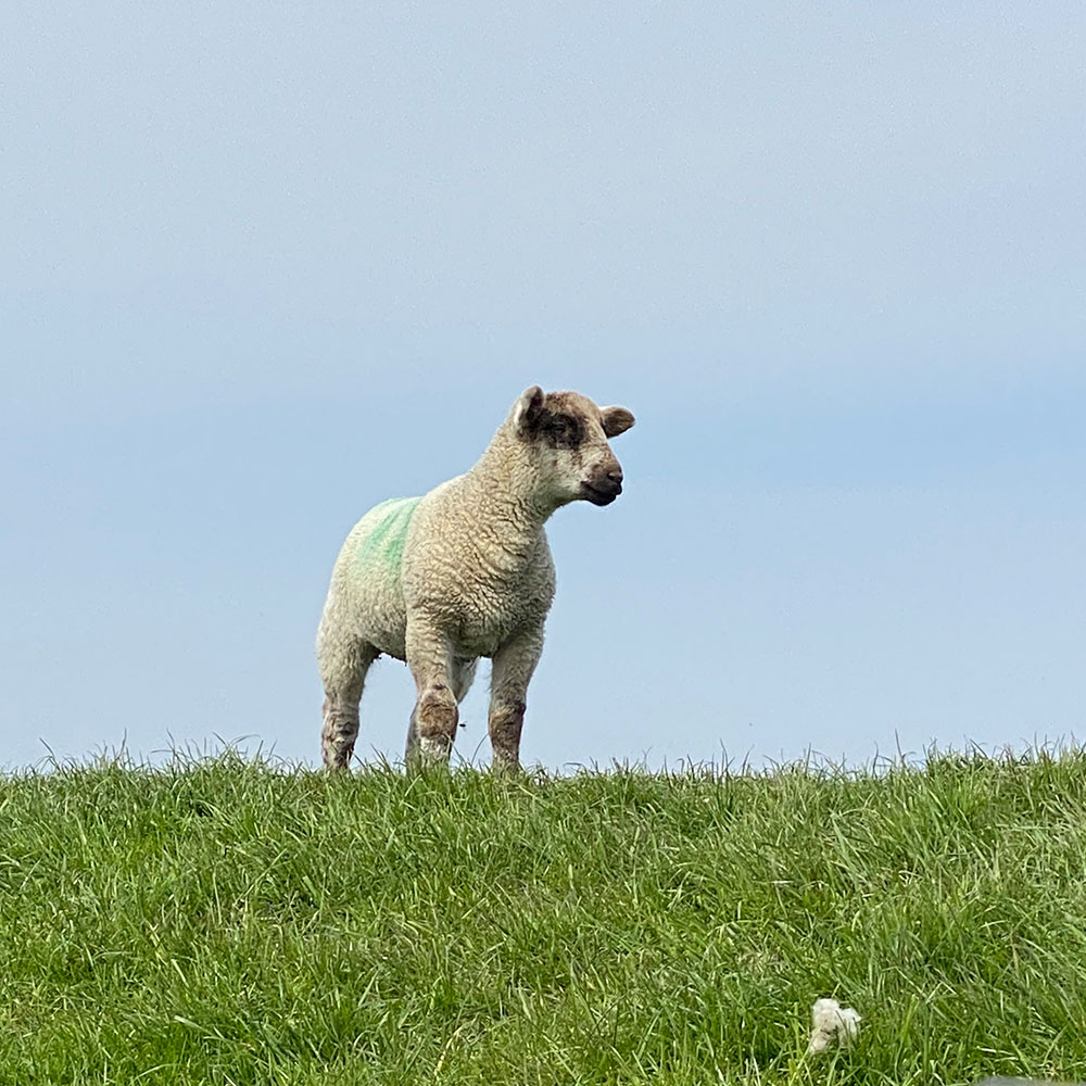 Wattwandern in Nordfriesland