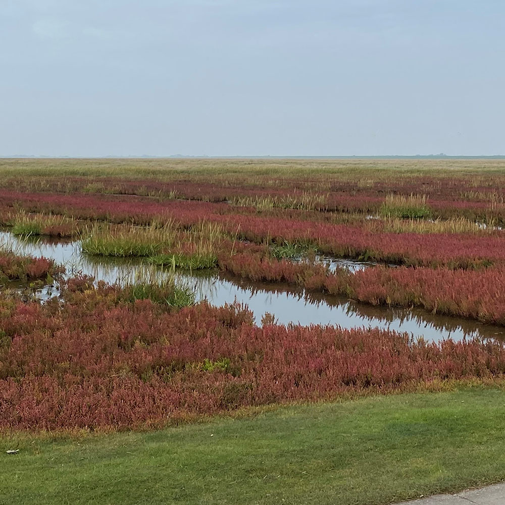 Wattwandern in Nordfriesland