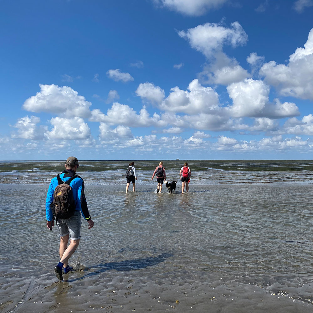 Wattwandern in Nordfriesland