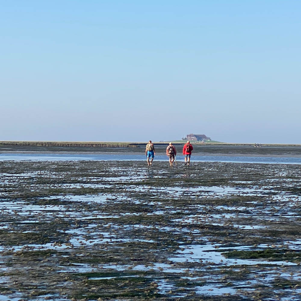 Wattwandern in Nordfriesland